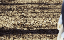 画像をギャラリービューアに読み込む, Shoebill ULトレイルポーチ